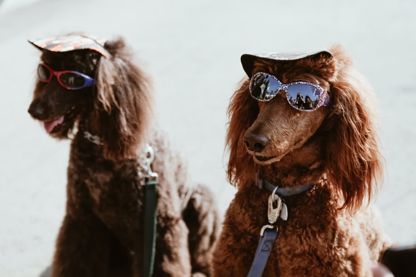 Dois cachorros a usar óculos de sol na praia.