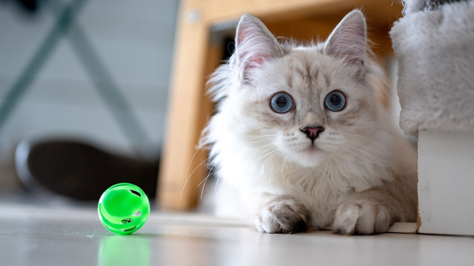 Gato branco com bola verde de brinquedo.